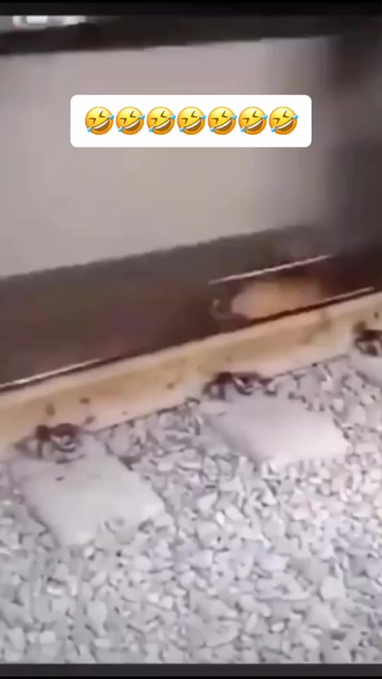 TikTok video thumbnail by ap19_pa04