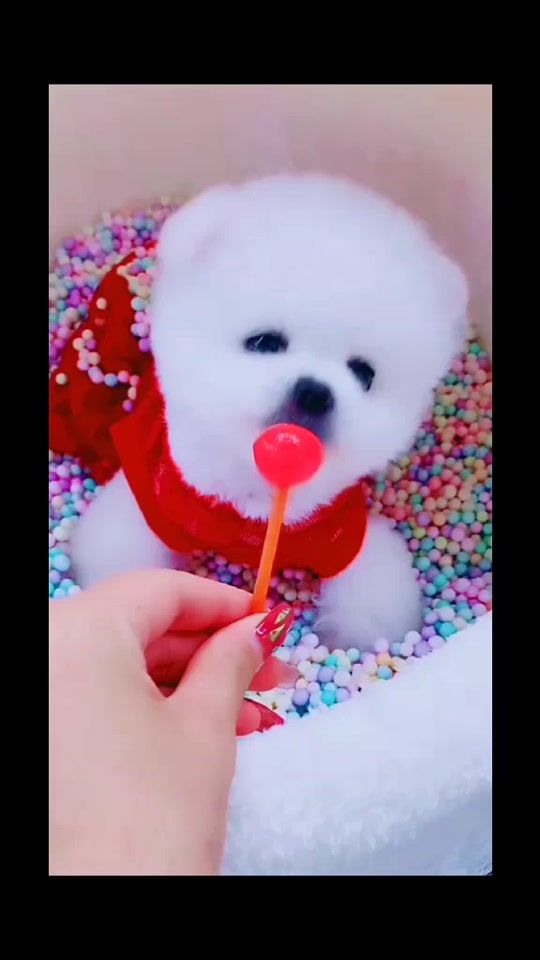 TikTok video thumbnail by funnytime888