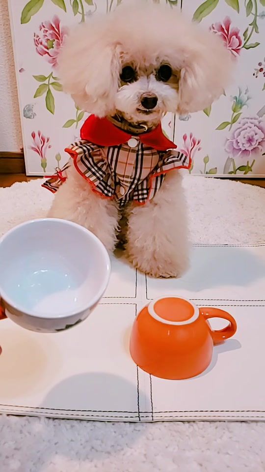 TikTok video thumbnail by priffey32