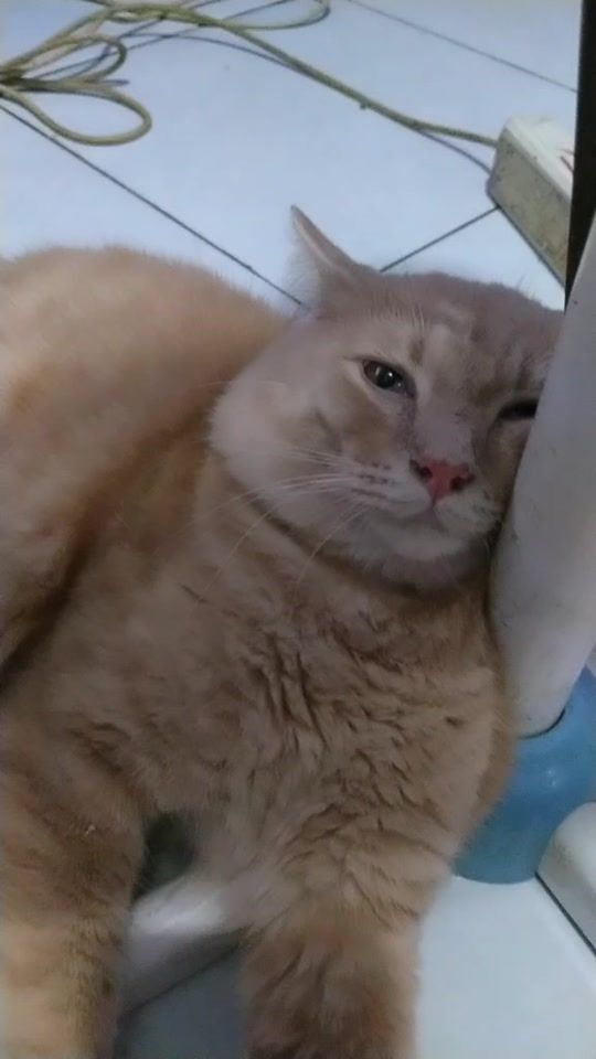 TikTok video thumbnail by boygembrot23