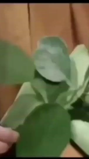 TikTok video thumbnail by inxee55041754