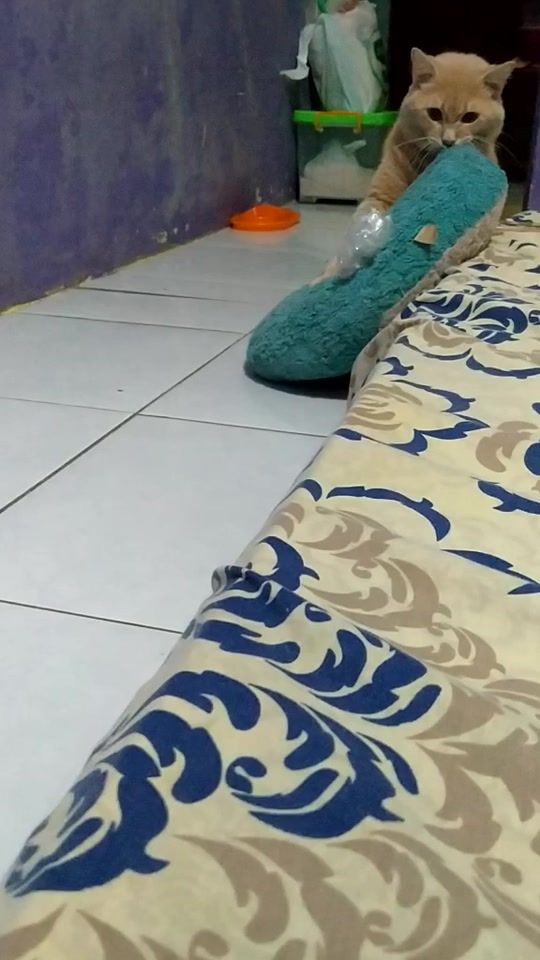 TikTok video thumbnail by boygembrot23