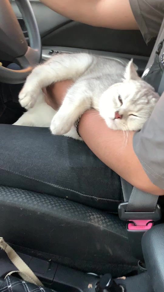 TikTok video thumbnail by kamucat