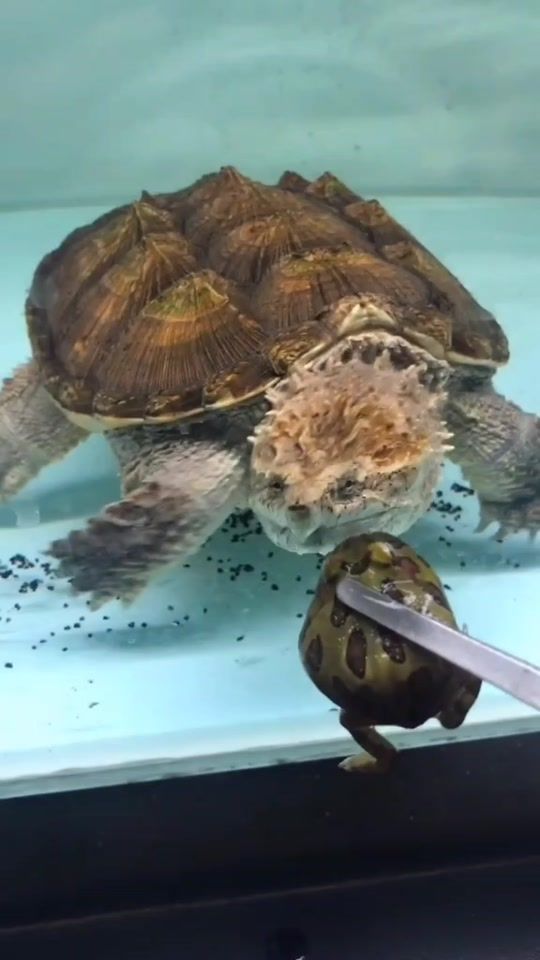 TikTok video thumbnail by coolemma1992