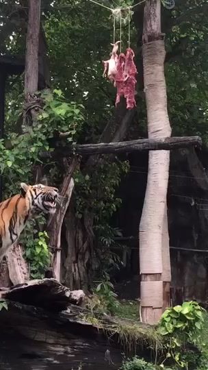TikTok video thumbnail by vi_dangjarern