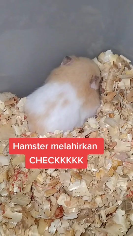 TikTok video thumbnail by tifara.annisa