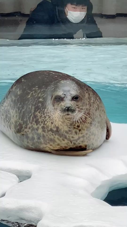 TikTok video thumbnail by jolieys