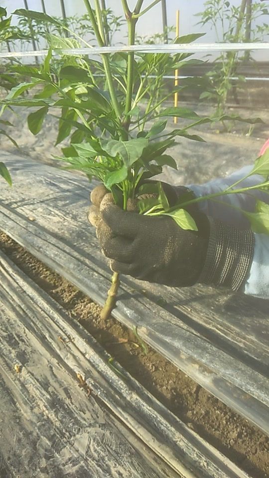 TikTok video thumbnail by mingkamonpd