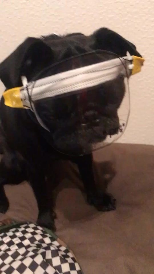 TikTok video thumbnail by unagi_pug