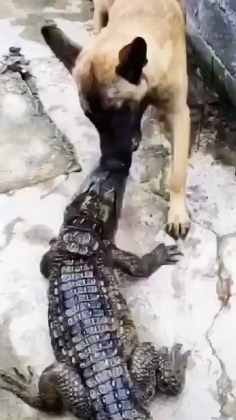 TikTok video thumbnail by lijunging