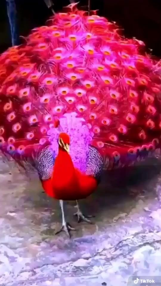 TikTok video thumbnail by tungson251