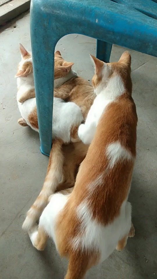 TikTok video thumbnail by nana_1155